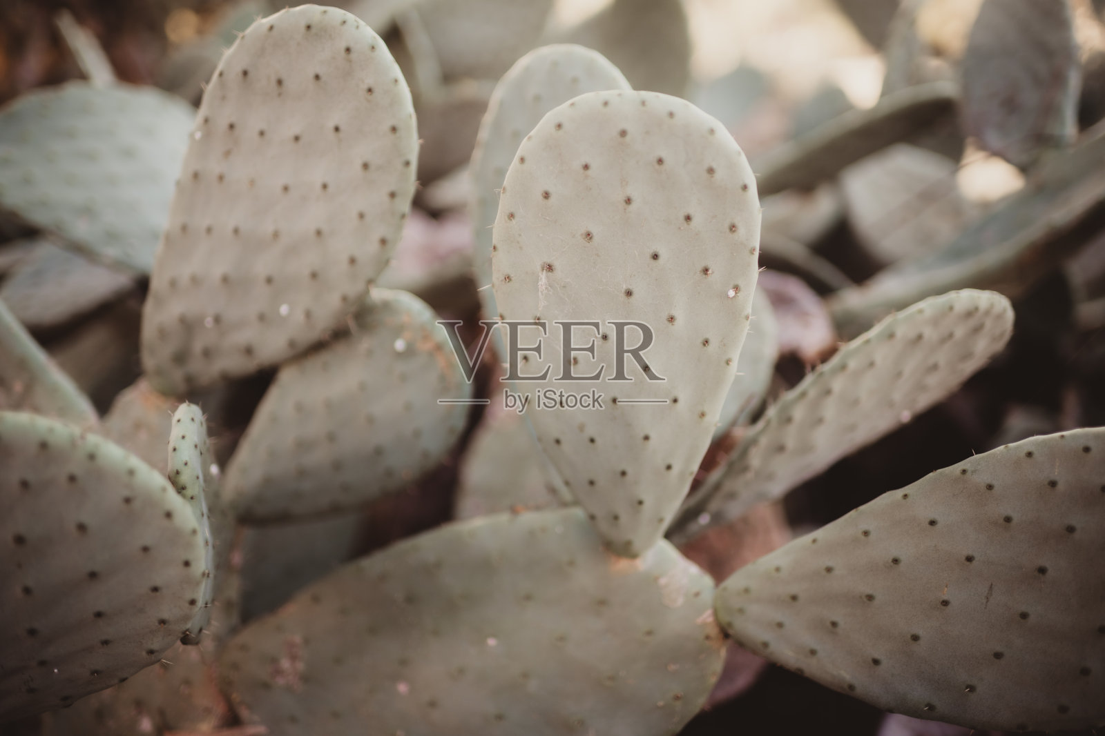 背景仙人掌叶柔和的颜色照片摄影图片