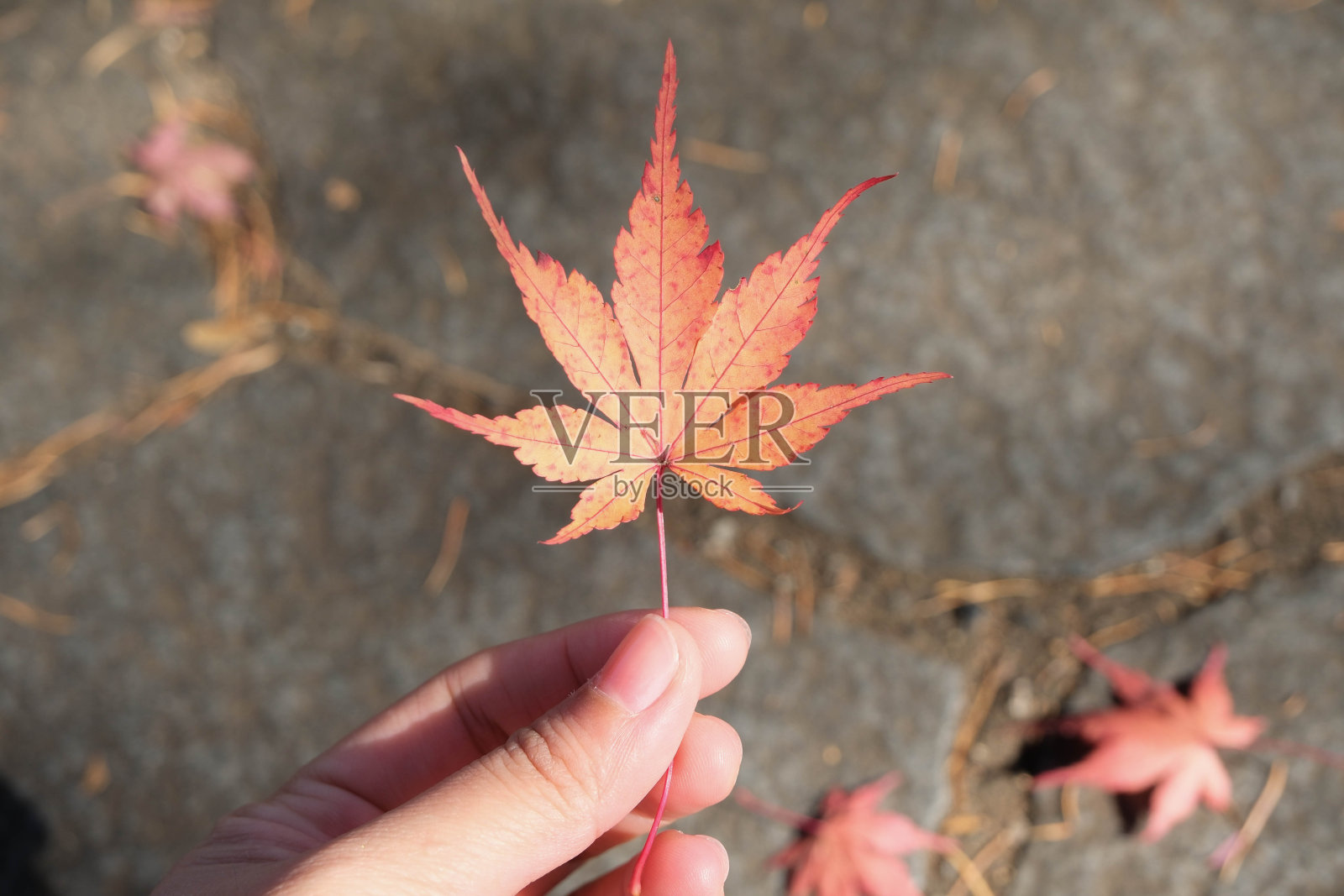 花园里有人捧着一片枫叶。秋天的季节。照片摄影图片