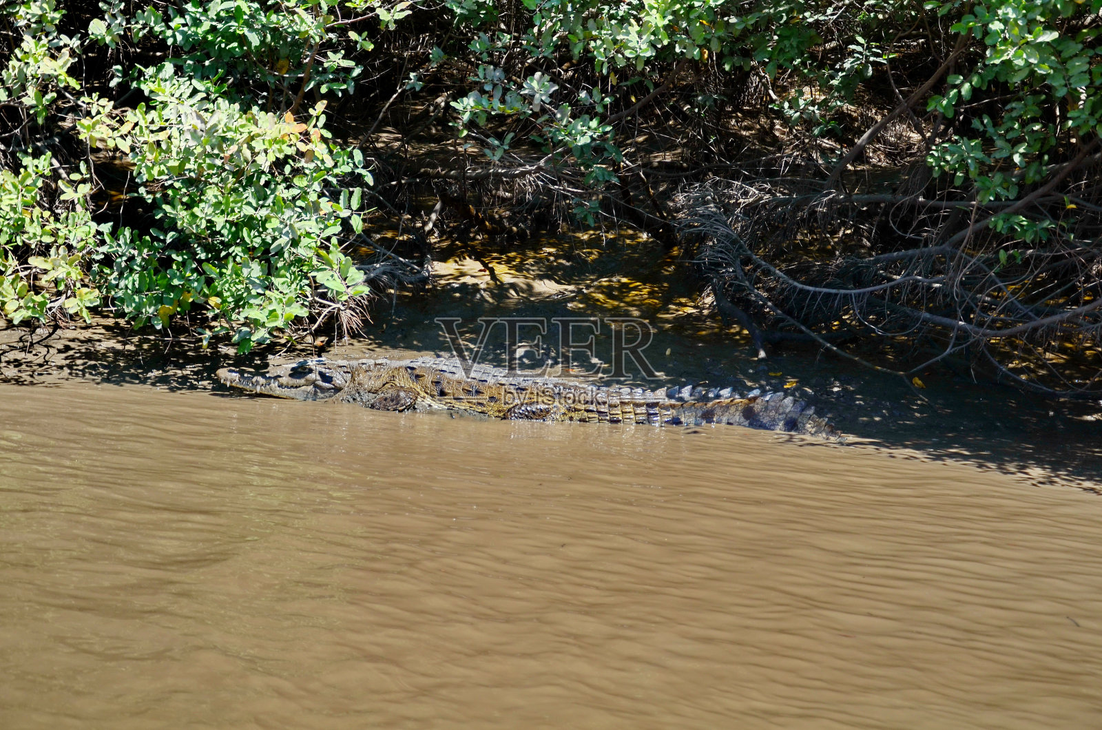 哥斯达黎加鳄鱼照片摄影图片