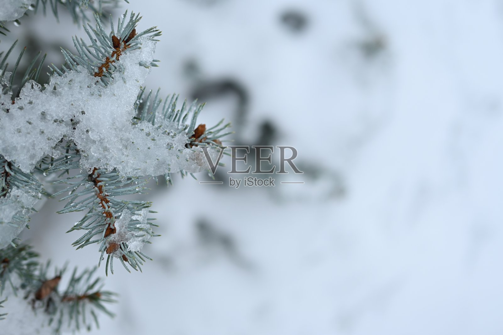 冬季用于文本的微距圣诞树枝照片摄影图片