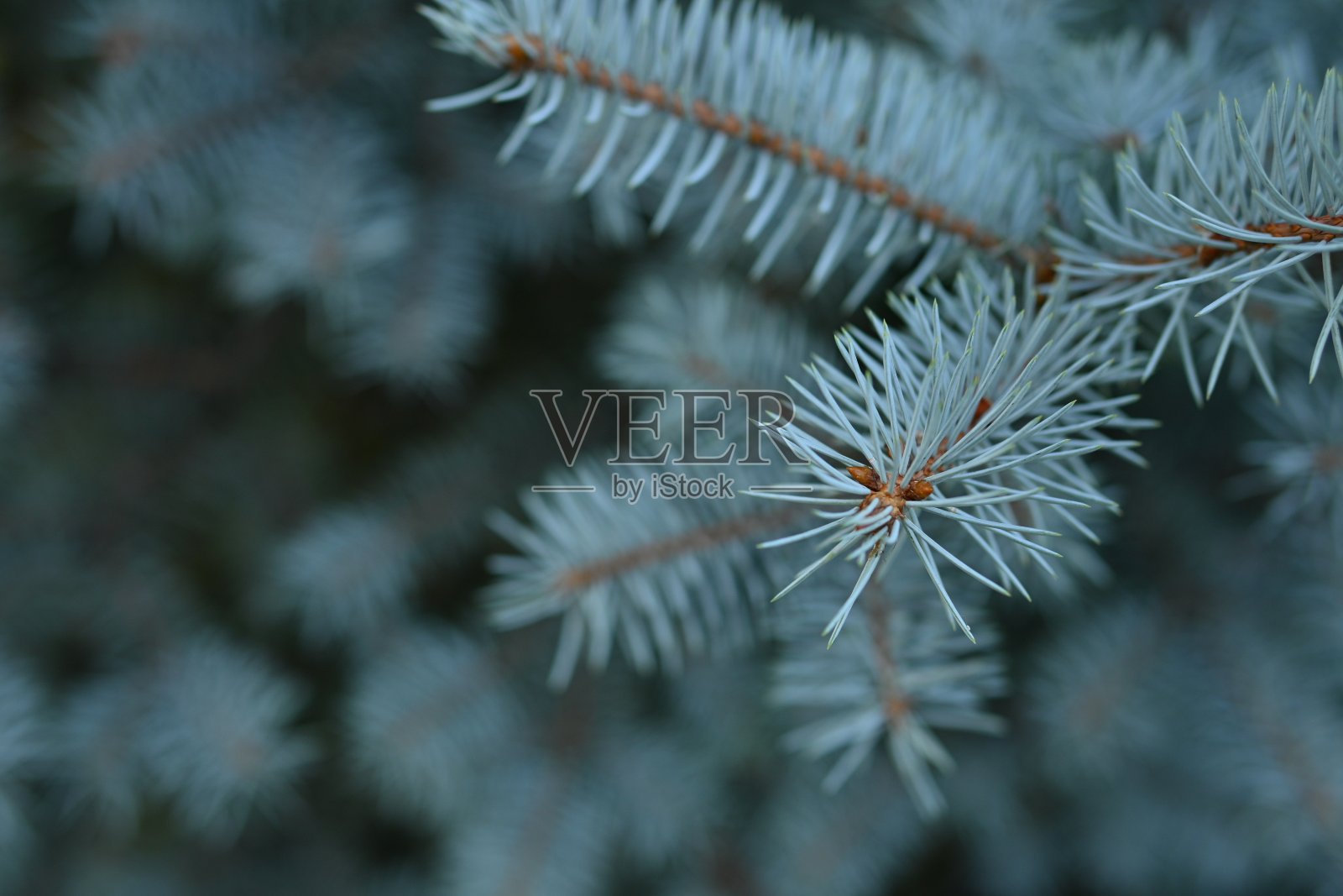 宏观蓝色松枝带球果特写，针叶树绿色枝带球果照片摄影图片