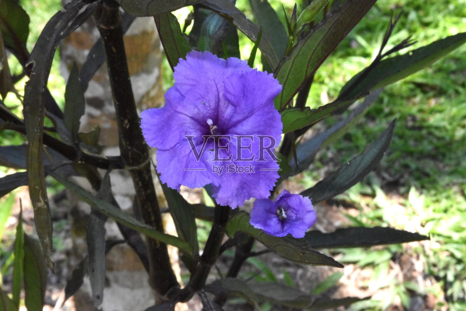 蓝花照片摄影图片