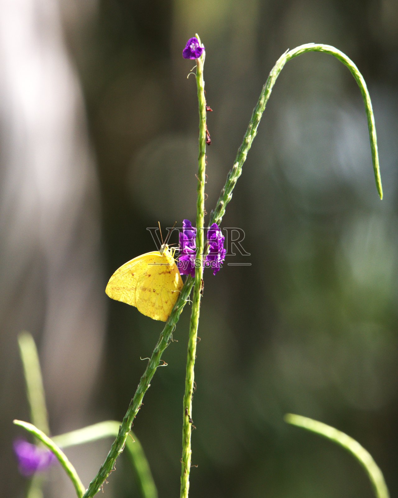 无云硫蝶照片摄影图片