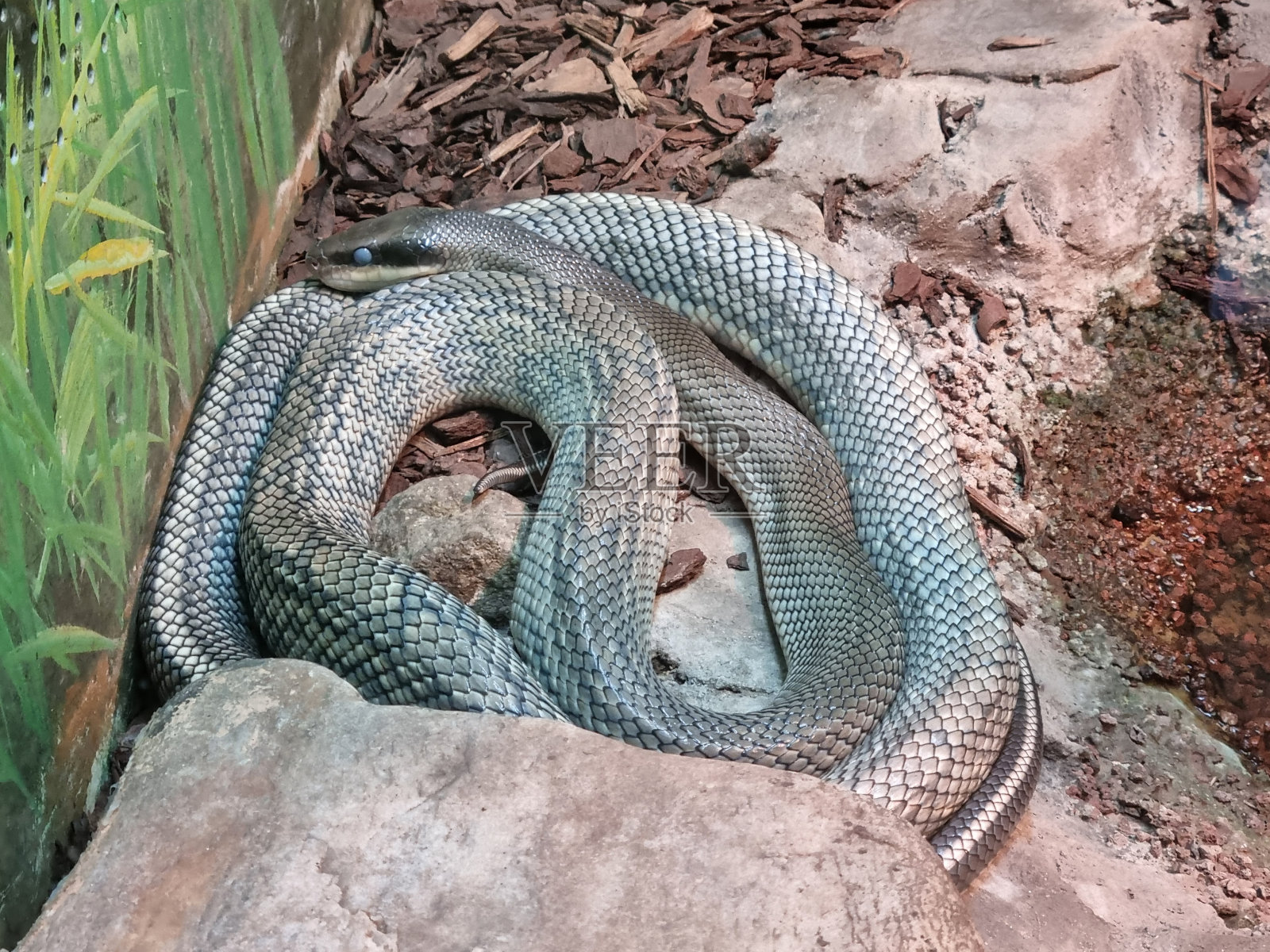 爬行动物和两栖动物照片摄影图片