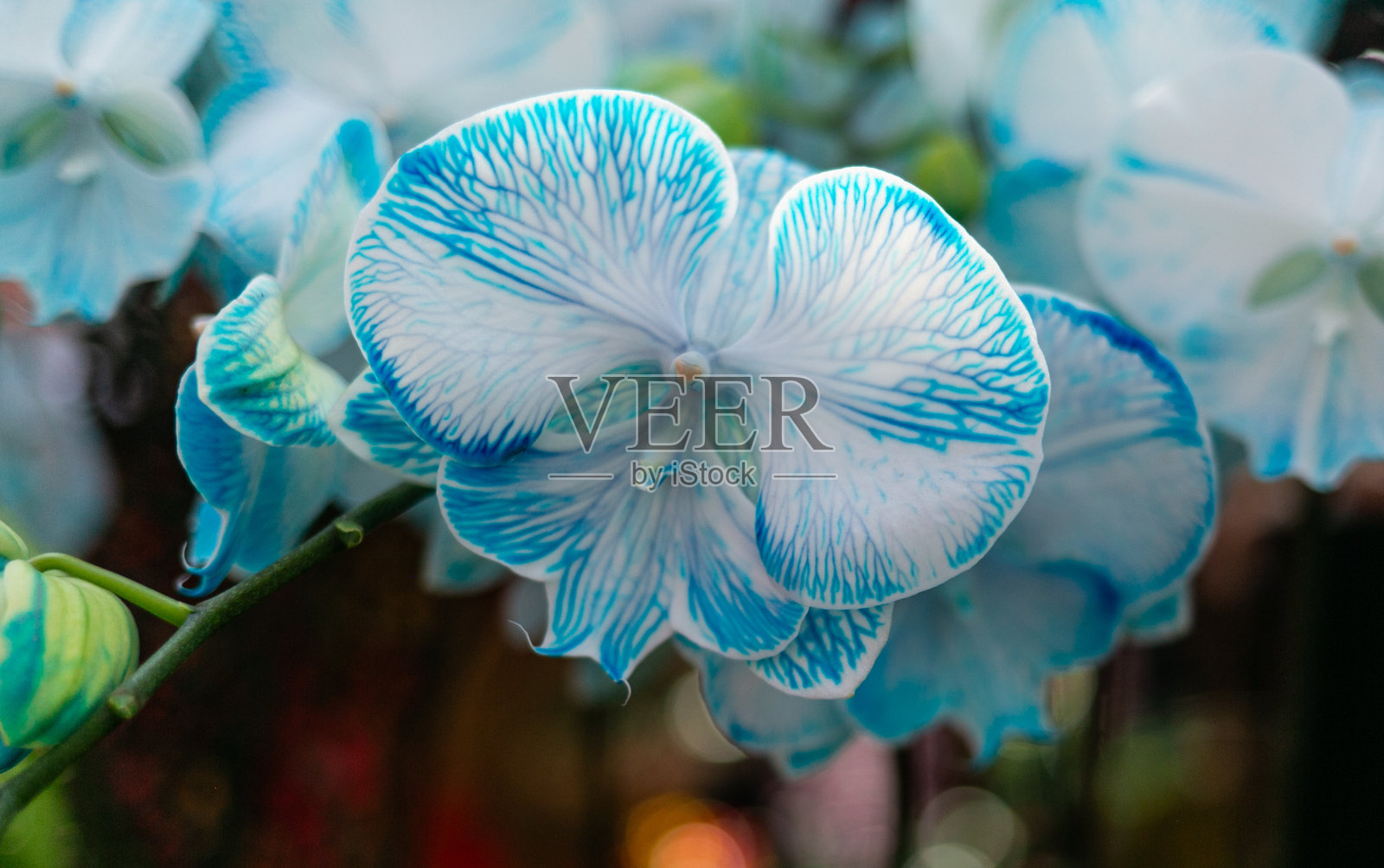 近距离微距拍摄异国兰花-水蓝色与白色照片摄影图片