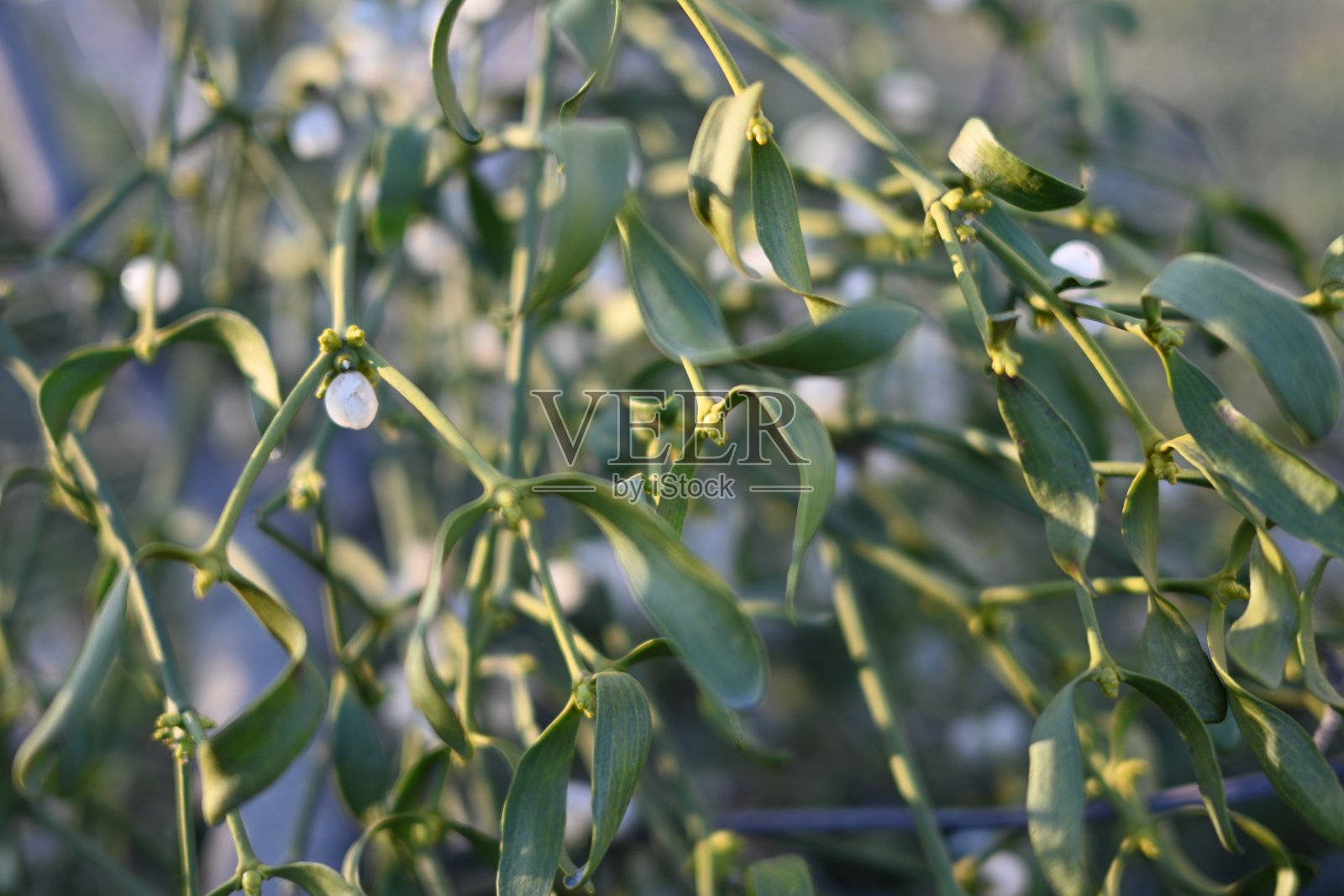 长着白色浆果的槲寄生树枝特写，树上长着白色浆果的绿色槲寄生树枝照片摄影图片