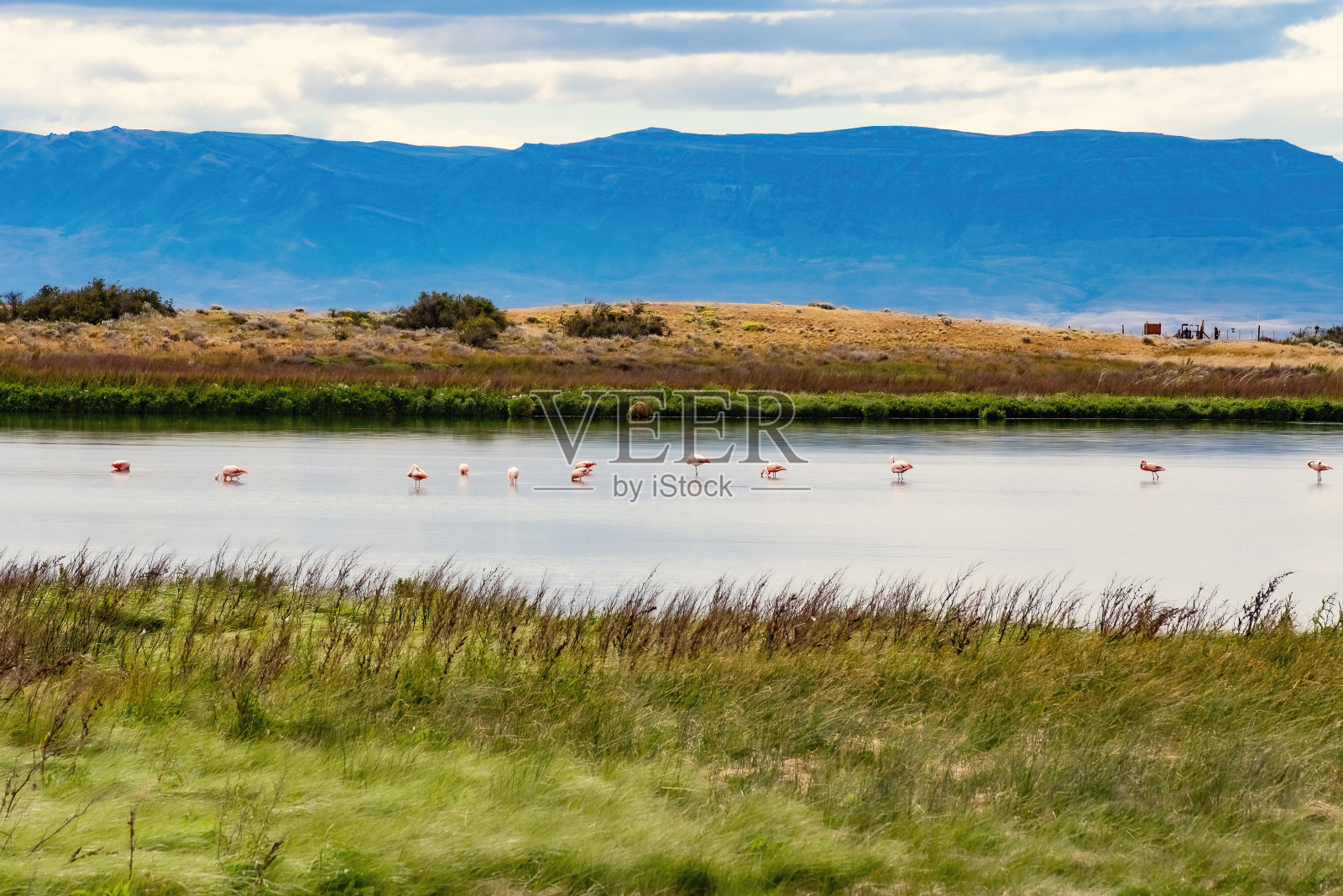 在阿根廷圣克鲁斯，尼梅斯湖有很多粉红色的火烈鸟照片摄影图片