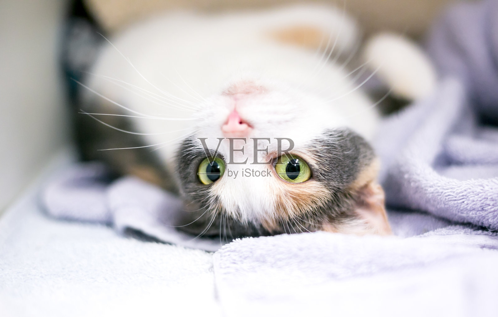 一只淡印花布猫仰面朝天躺着照片摄影图片