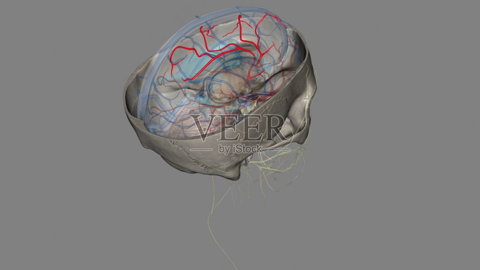 大脑前动脉是颈内动脉交通段(C7)的末梢分支照片摄影图片