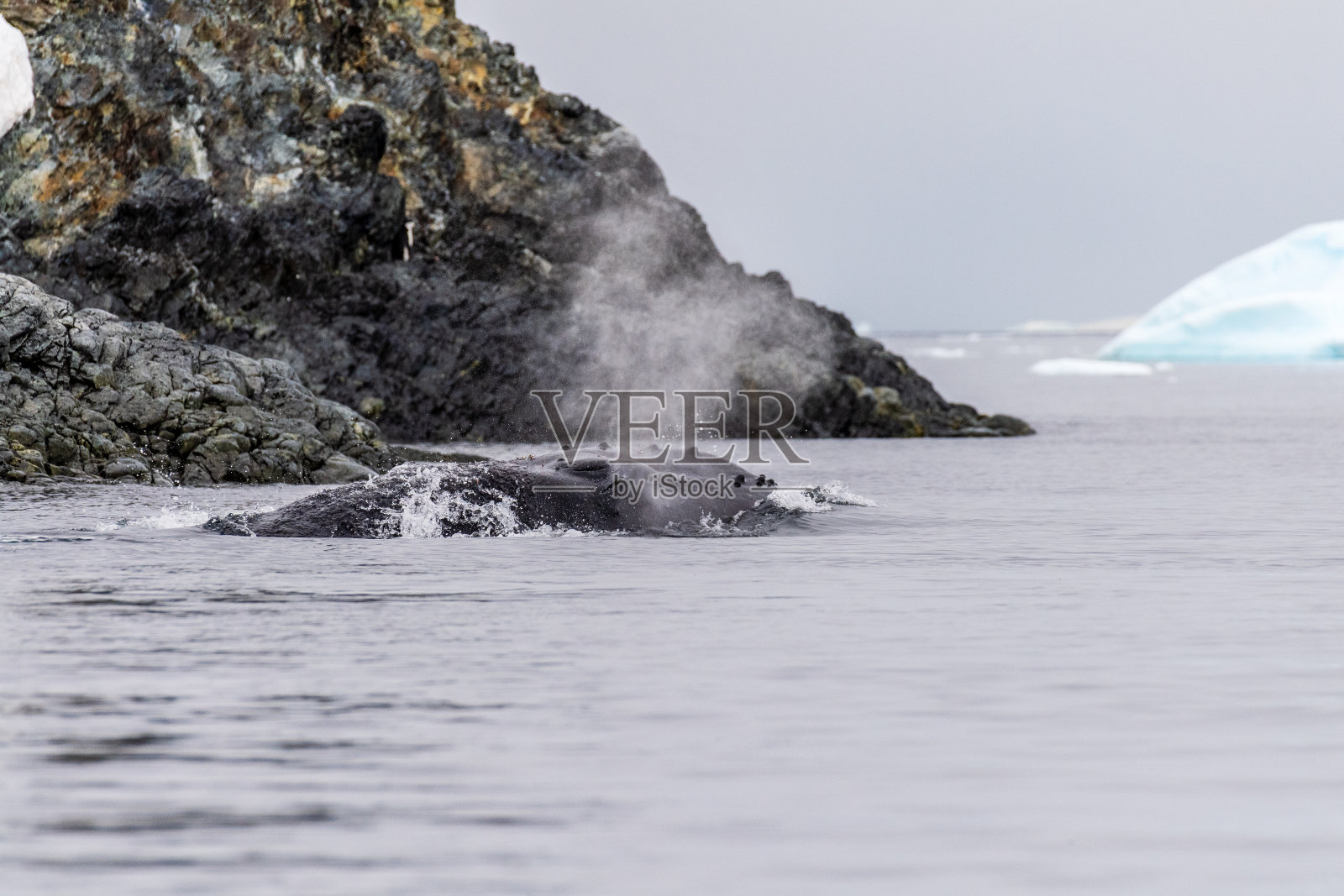 座头鲸背鳍和气孔的细节照片摄影图片