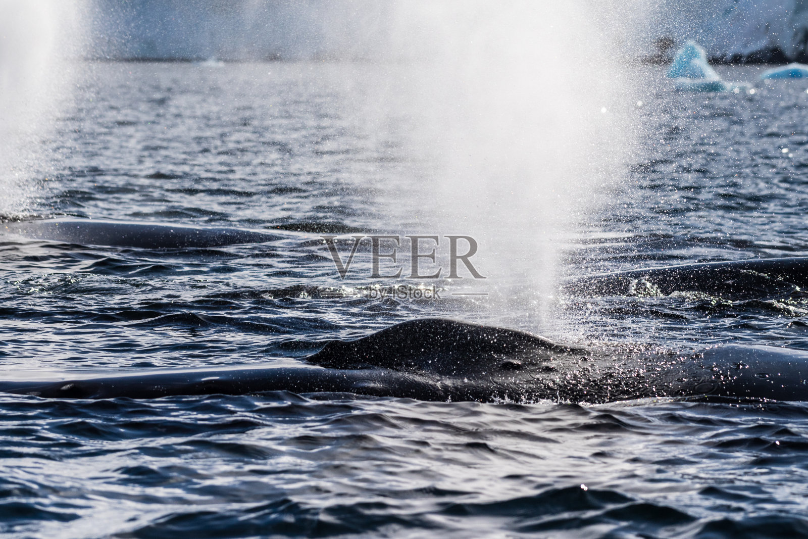 座头鲸背鳍和气孔的细节照片摄影图片