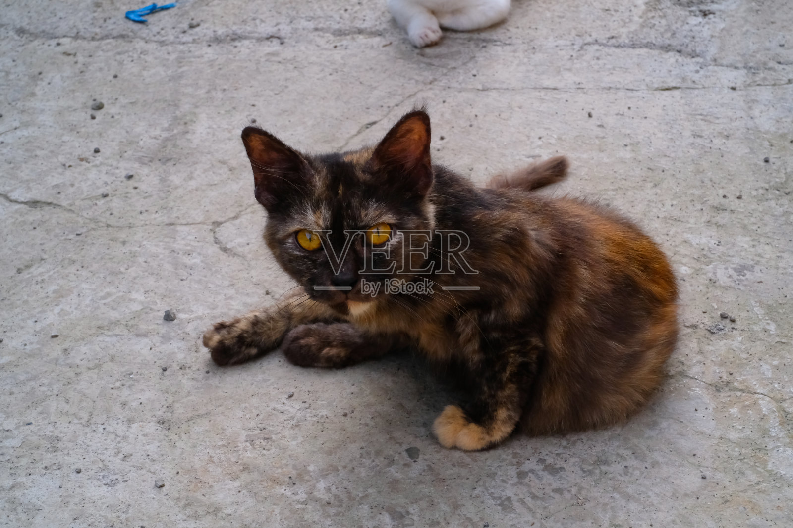 一只挡住道路的猫的照片照片摄影图片