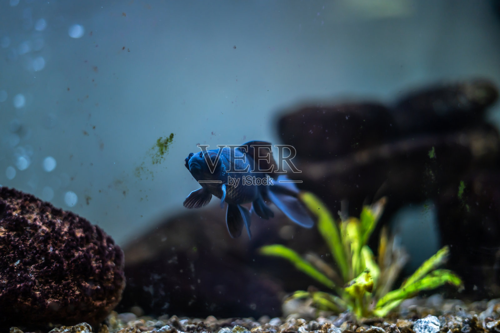 蓝黑大眼睛鱼在她的鱼缸里照片摄影图片
