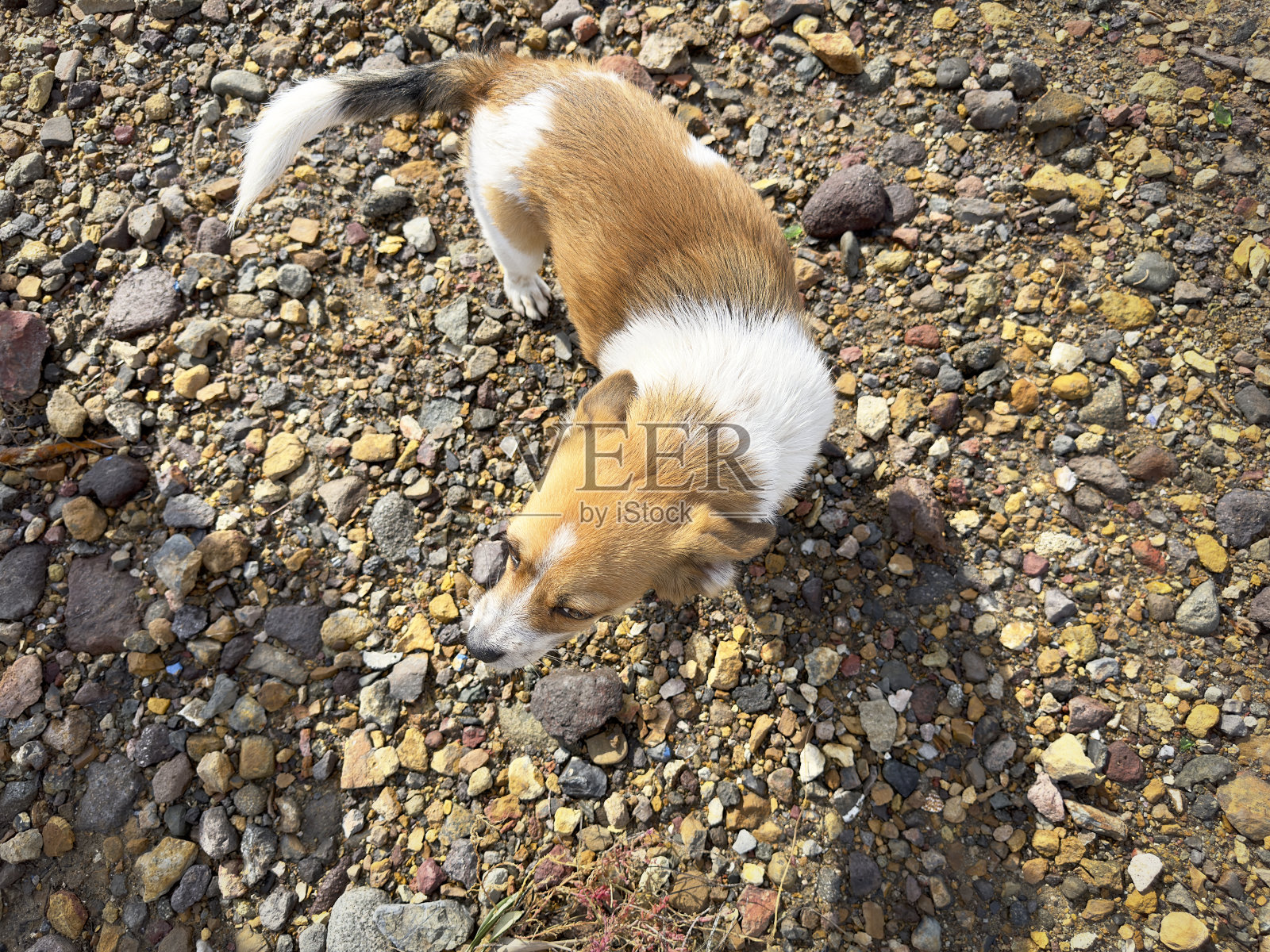 高角度观看可爱的小狗在花园里玩耍照片摄影图片