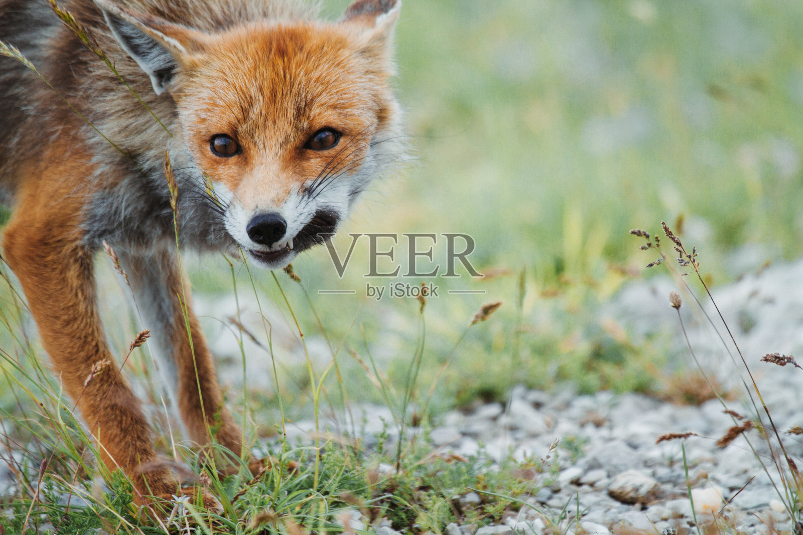 野狐狸肉照片摄影图片