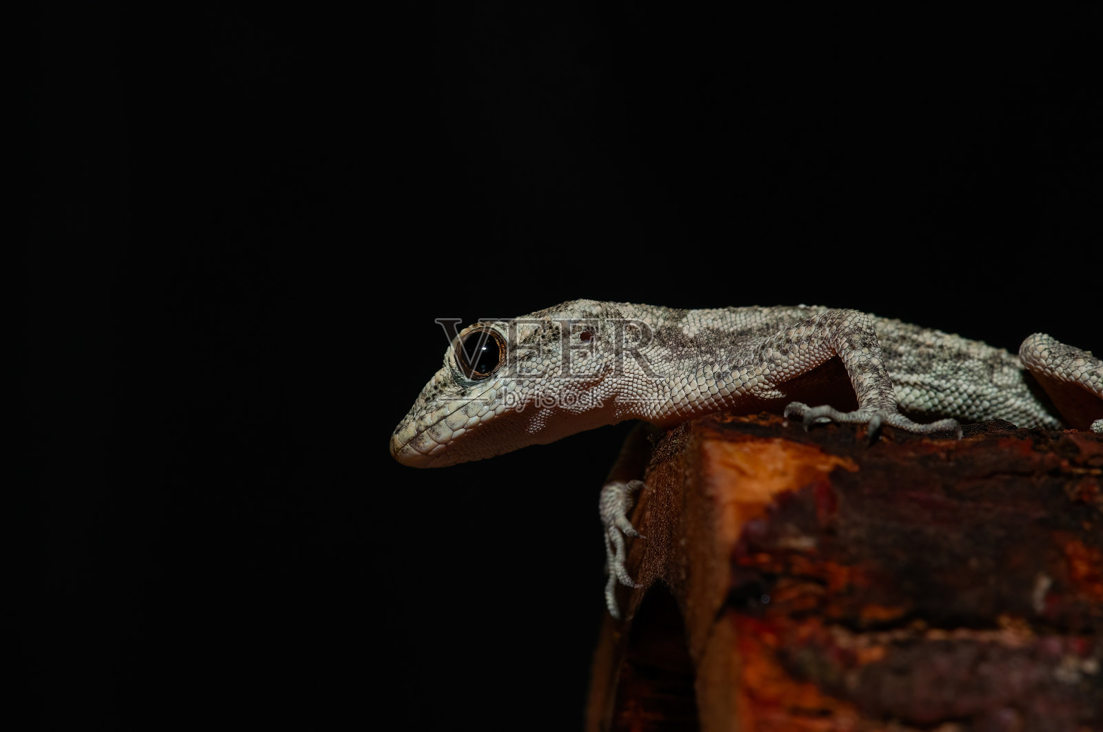 Kotschy的裸趾壁虎在其自然栖息地的特写，在树桩上(Mediodactylus kotschyi)。照片摄影图片