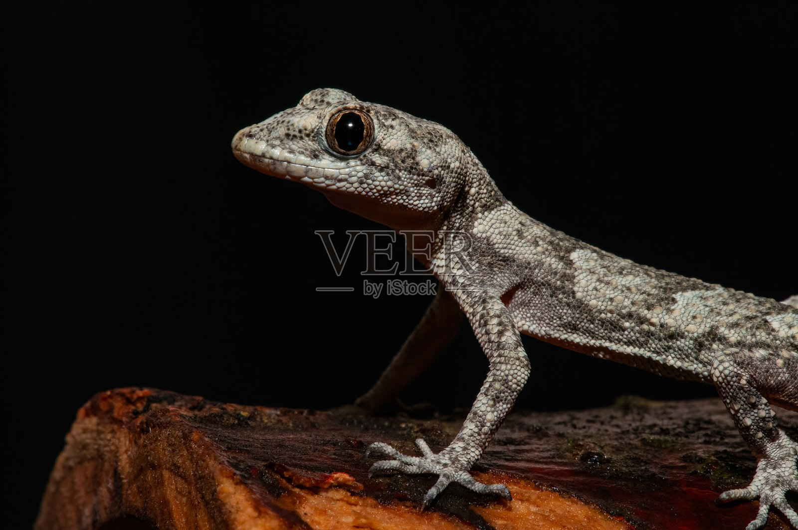 Kotschy的裸趾壁虎在其自然栖息地的特写，在树桩上(Mediodactylus kotschyi)。一只壁虎在舔它的眼睛。照片摄影图片