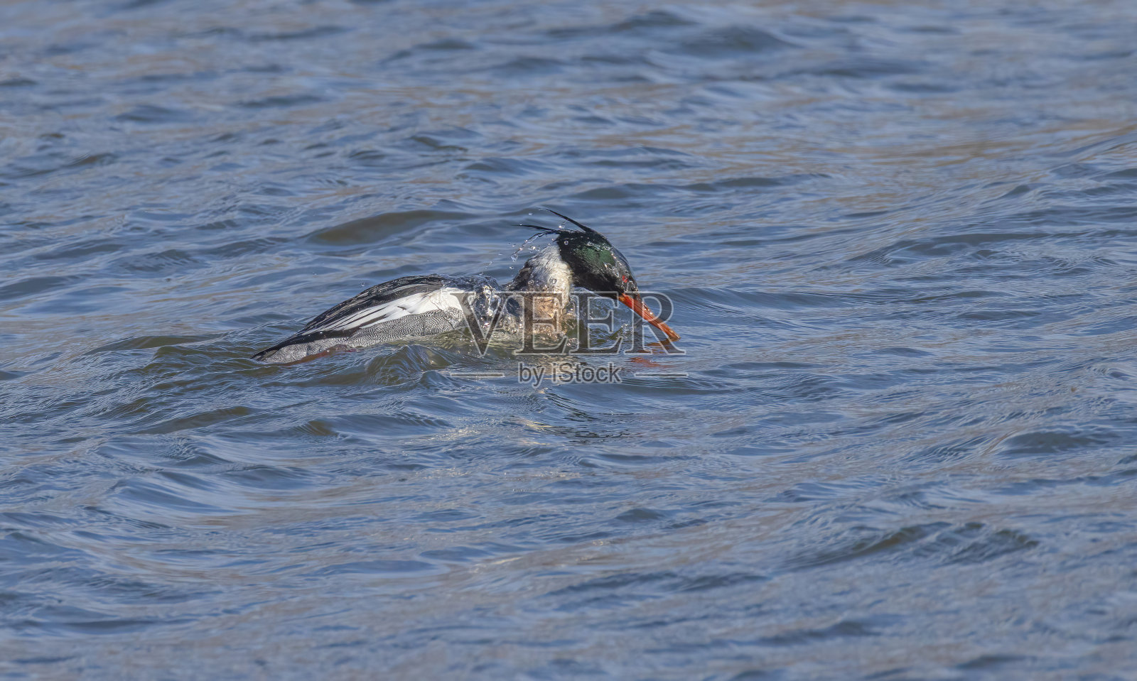 红胸秋沙鸭在安大略湖戏水照片摄影图片