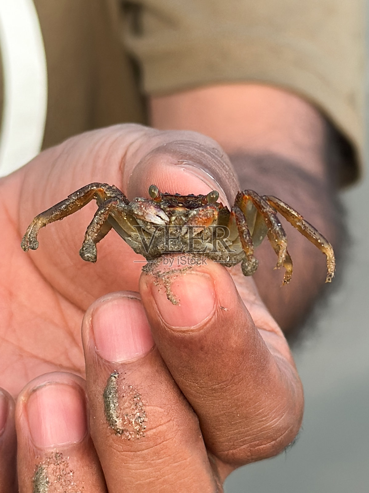 无法辨认的人用拇指和手指夹着小沙蟹的特写图像，小蟹宝宝甲壳类动物与模糊的沙滩背景，聚焦在前景上照片摄影图片