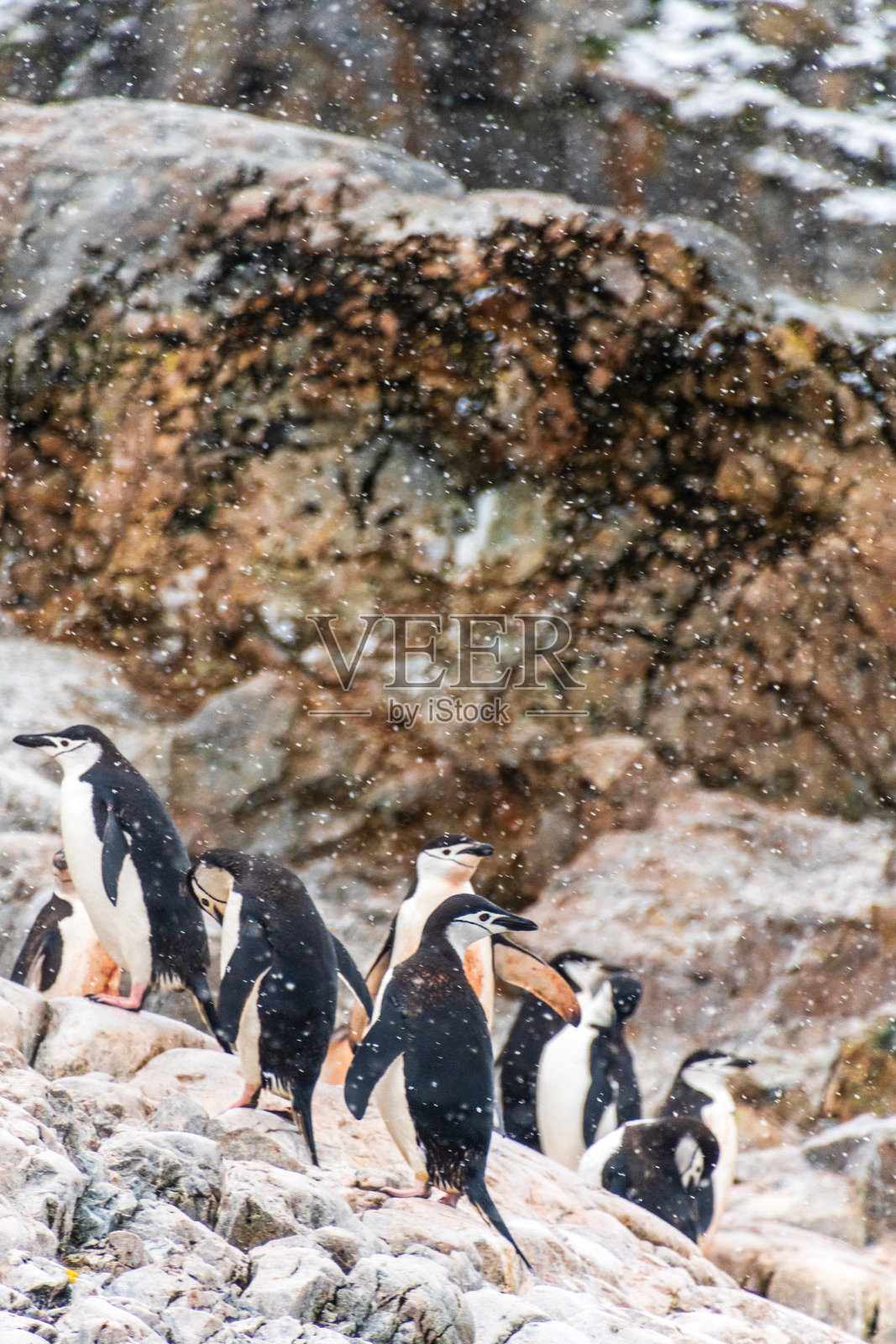 雪中的企鹅照片摄影图片