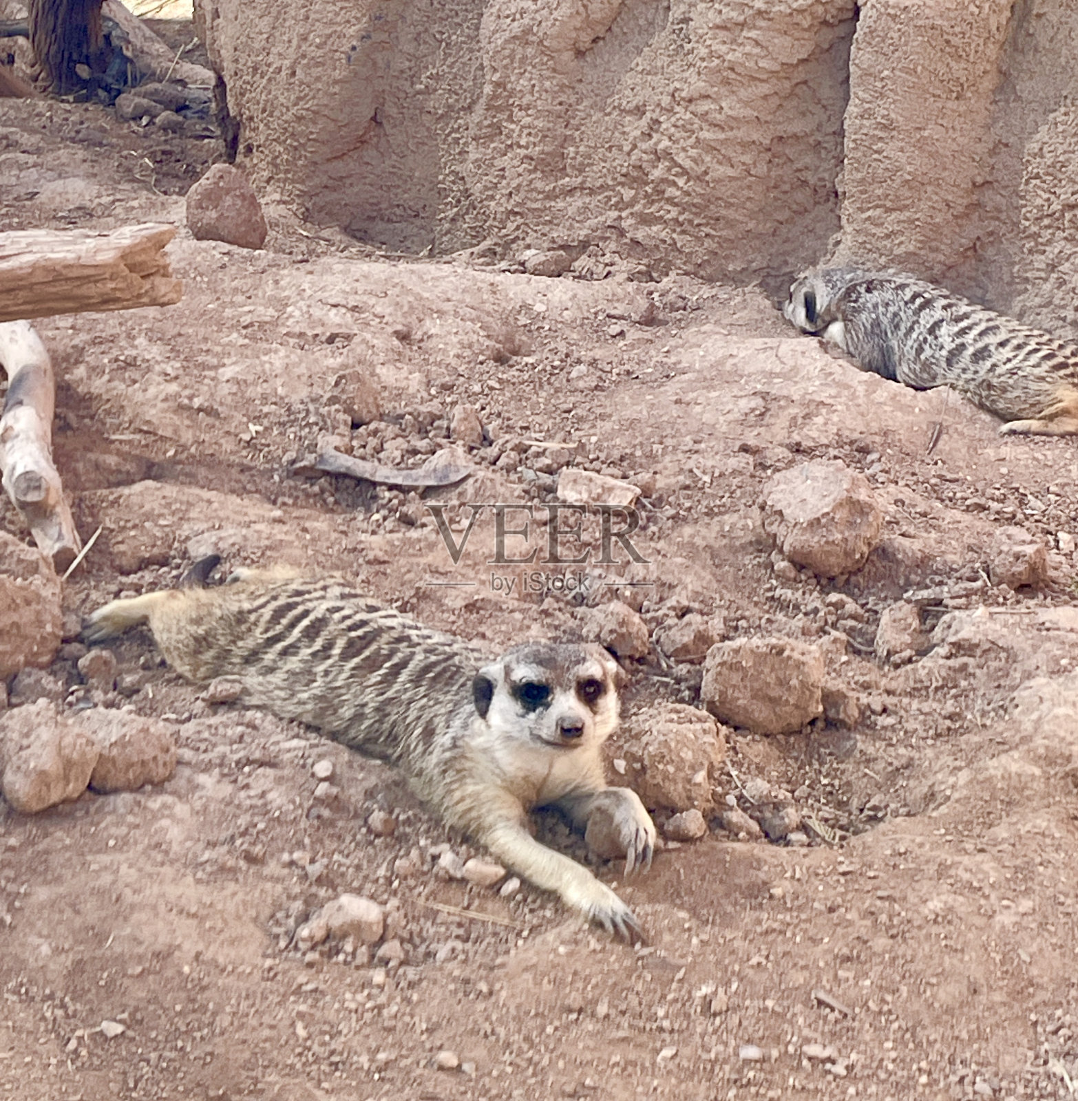 猫鼬在动物园里闲逛照片摄影图片