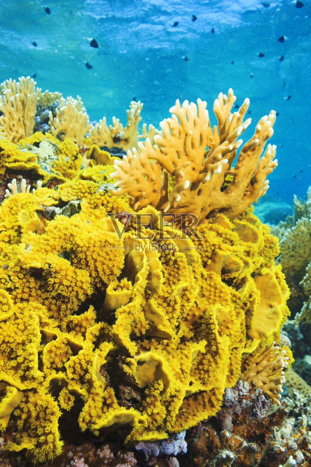 红海的珊瑚、手指珊瑚、火珊瑚水下照片，珊瑚花园照片摄影图片