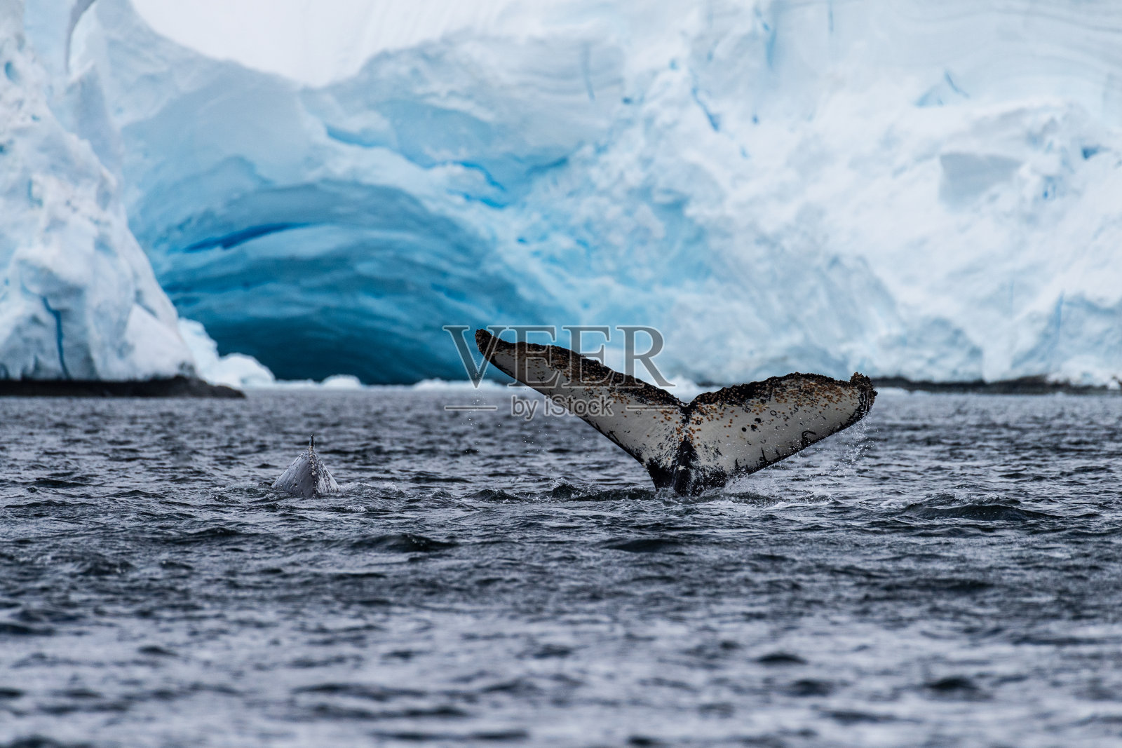 南极座头鲸的尾巴照片摄影图片