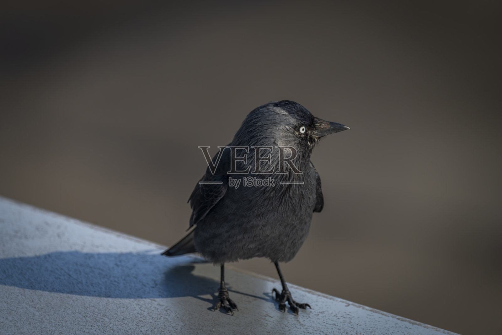 在晴朗的日子里，蓝色的机场屋顶上有黑色羽毛的寒鸦照片摄影图片
