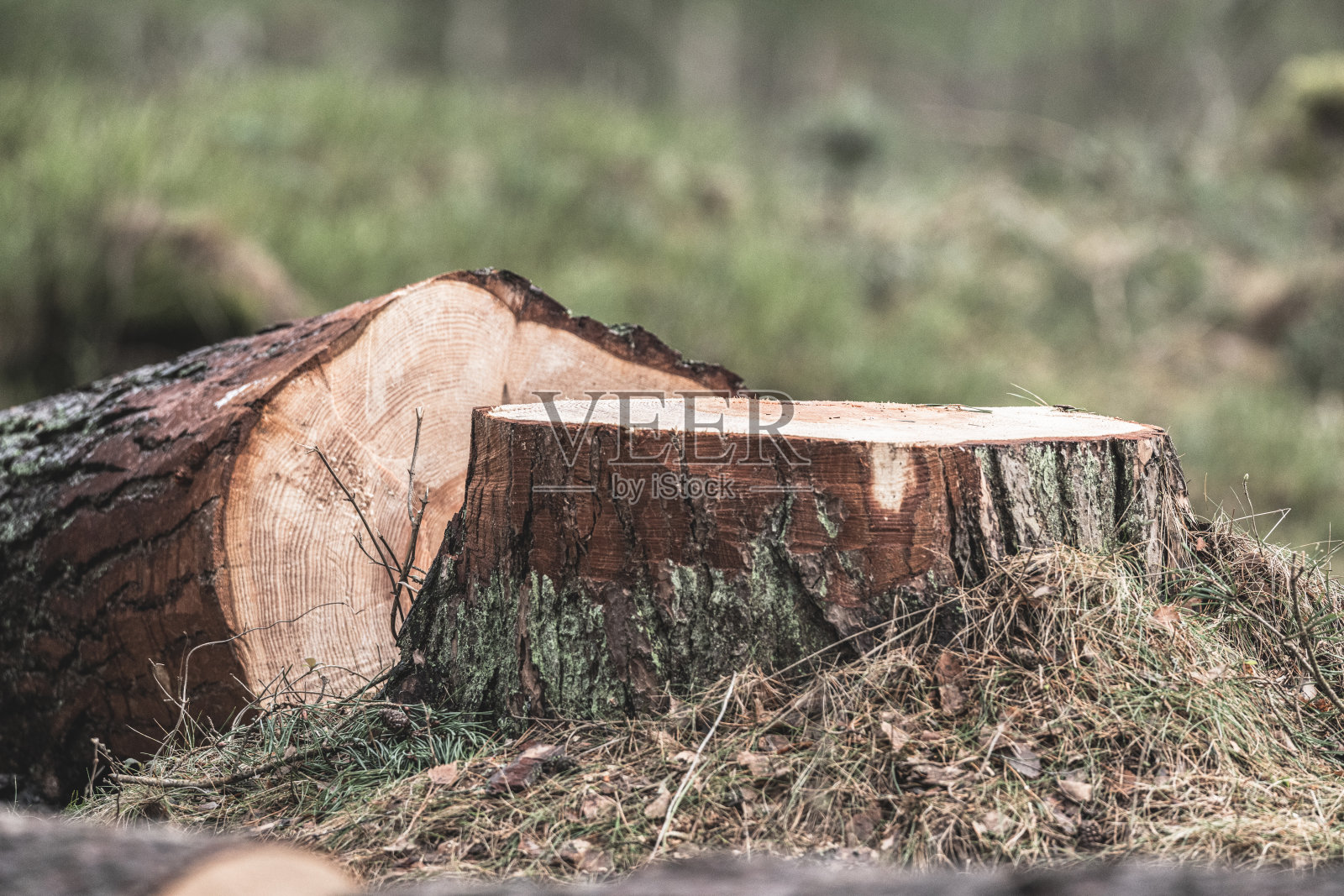 森林中被砍倒的树的残根照片摄影图片