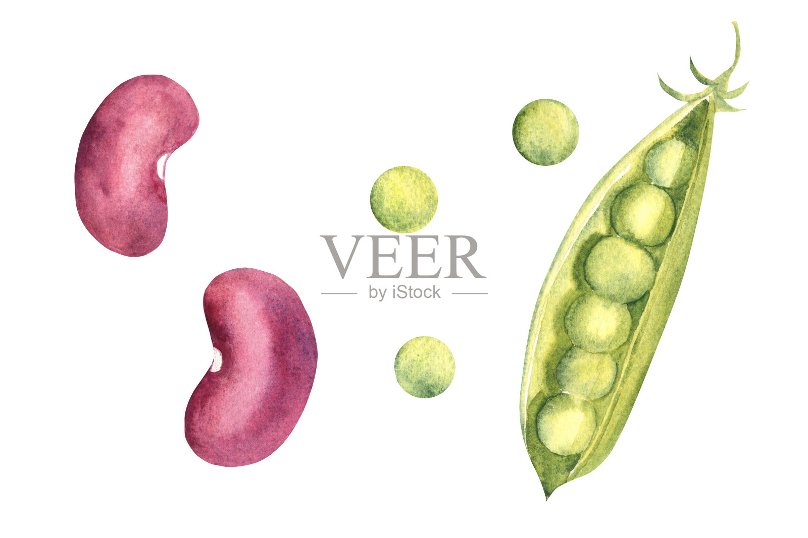 豆科植物水彩画。红芸豆和青豆。手绘植物插图在白色的背景。插画图片素材