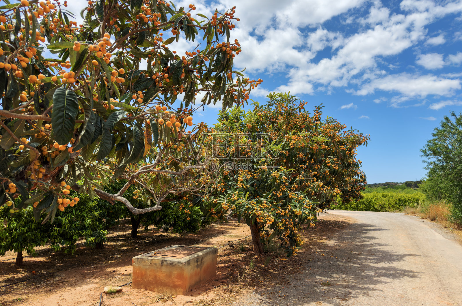 农田树上的枇杷：带有medlar果实的Mespilus germanica乔木照片摄影图片
