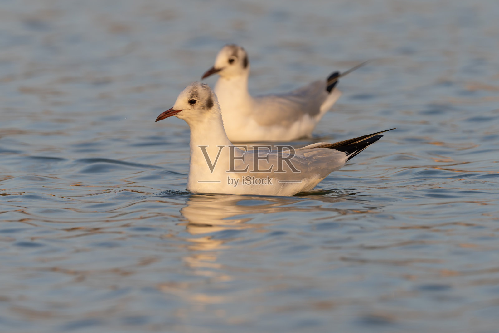 日落时池塘里的黑头鸥照片摄影图片