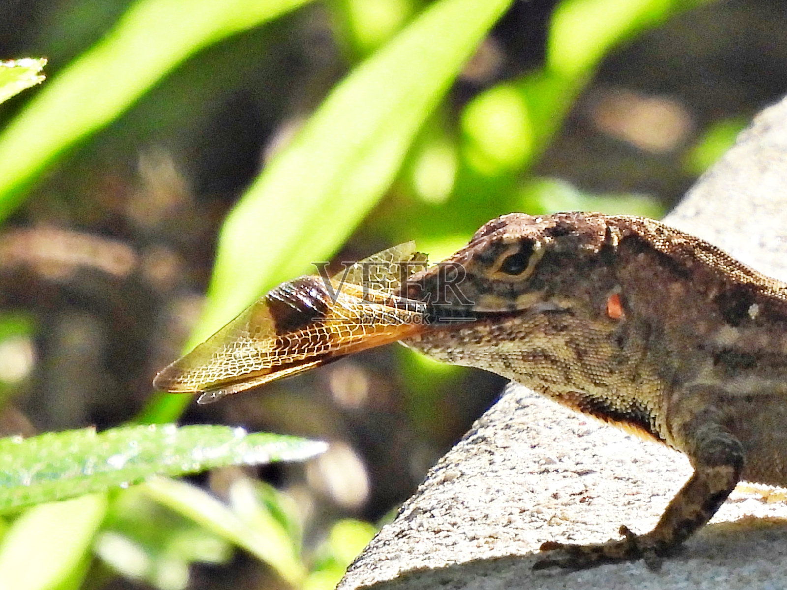 棕蜥(Anolis sagrei)正在吃一只万圣节锦旗蜻蜓照片摄影图片