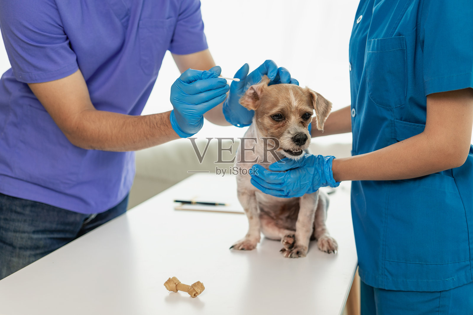 照顾宠物和人一只西施犬的特写镜头，兽医诊所的医生正在检查这只狗，看它患了什么疾病。由兽医在诊所检查照片摄影图片