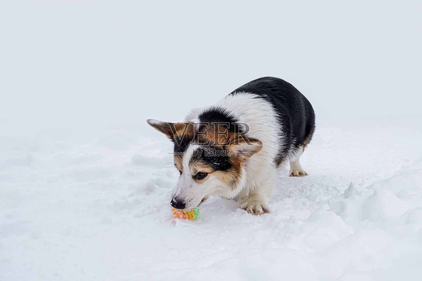 狗。威尔士柯基彭布罗克。雪地里的纯种狗。一只嘴里含着玩具的宠物照片摄影图片