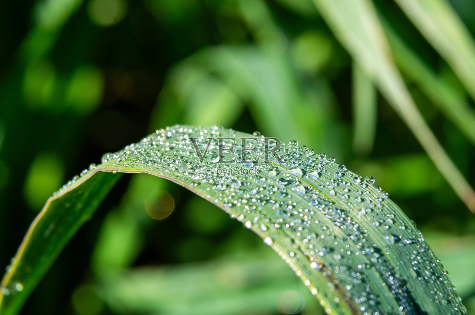 清爽喷雾:农业灌溉洒水车特写。照片摄影图片