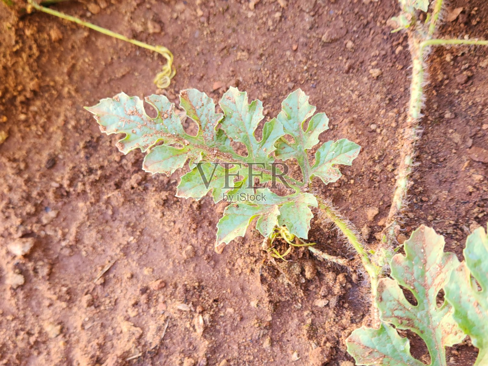 郁郁葱葱的绿色植物:西瓜叶照片摄影图片