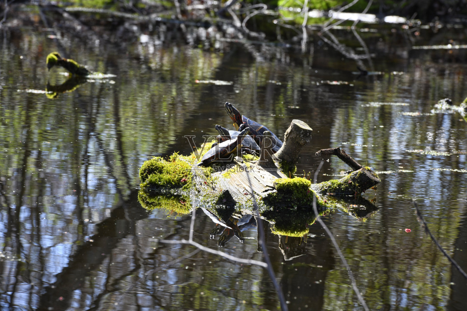 海龟晒太阳的照片摄影图片