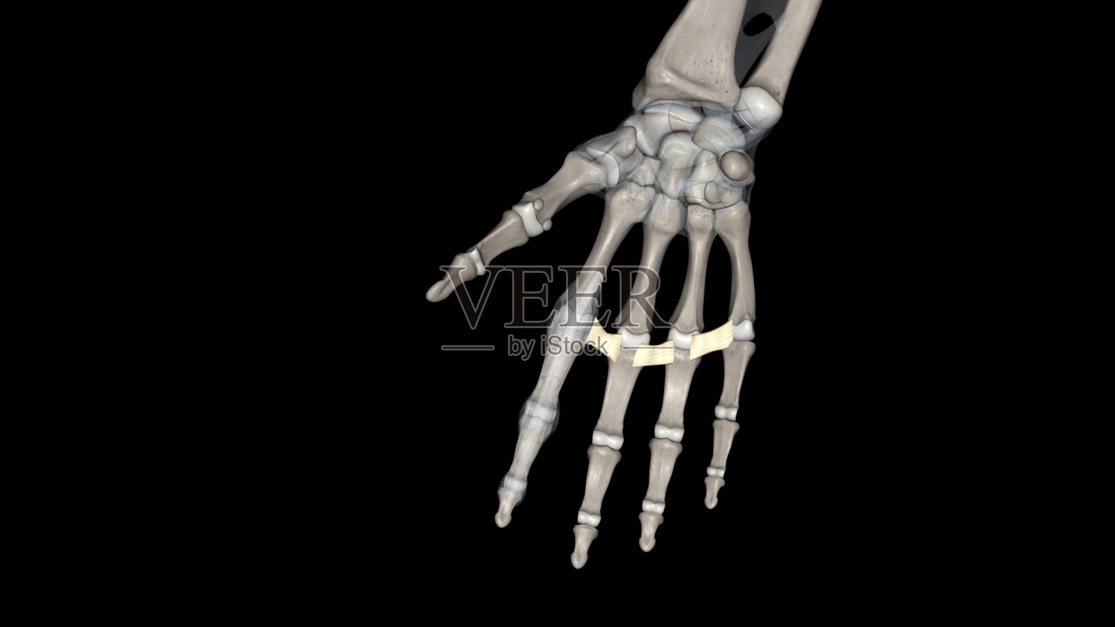 掌深横韧带连接掌指关节掌面照片摄影图片