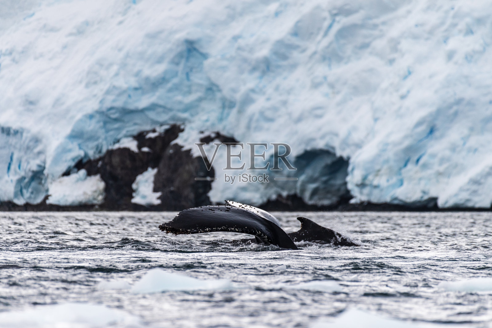 南极座头鲸的尾巴照片摄影图片