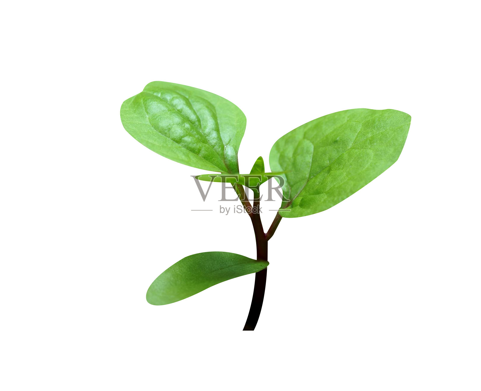 木耳菜照片摄影图片