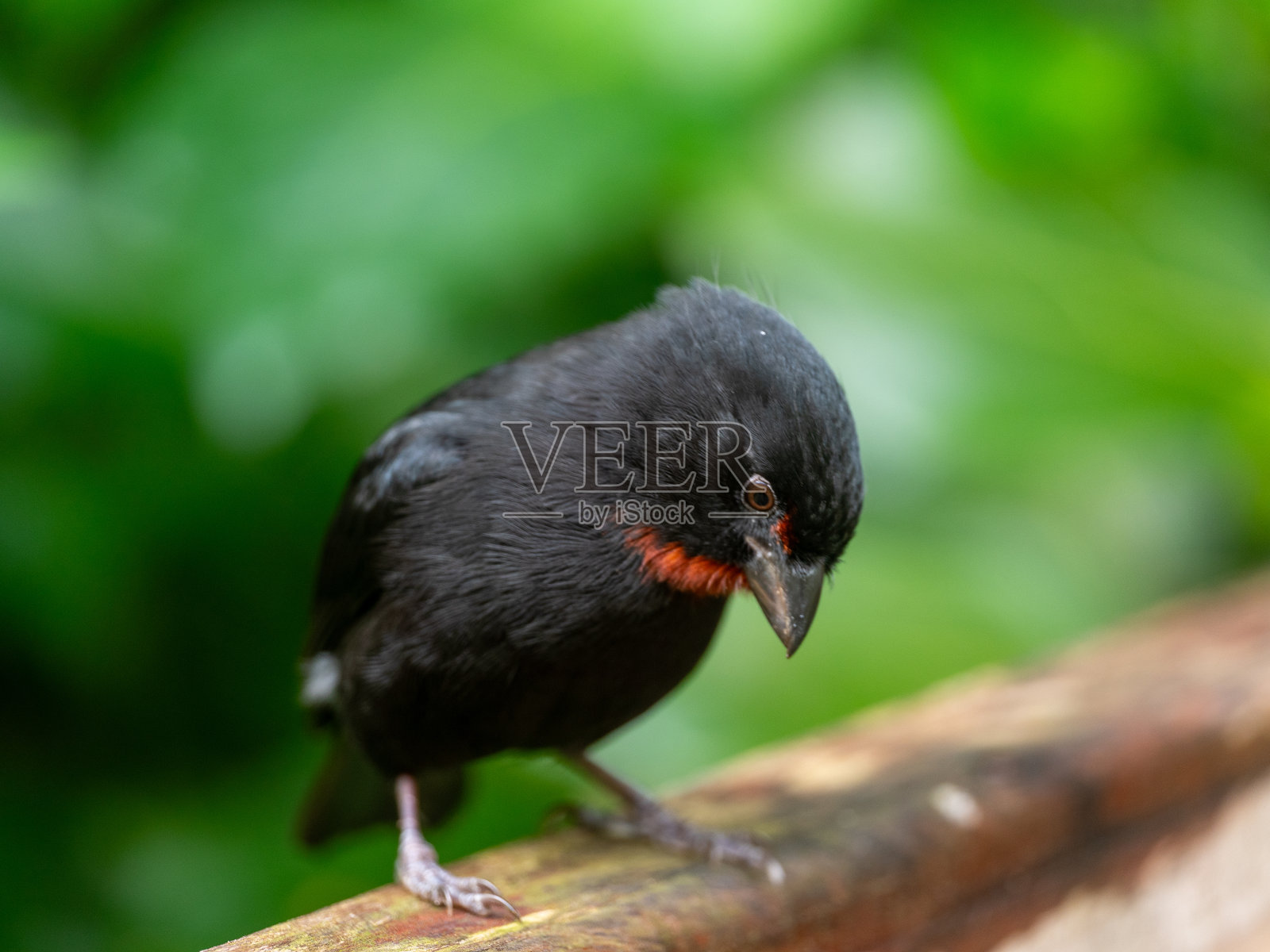 小安的列斯岛牛头鱼照片摄影图片