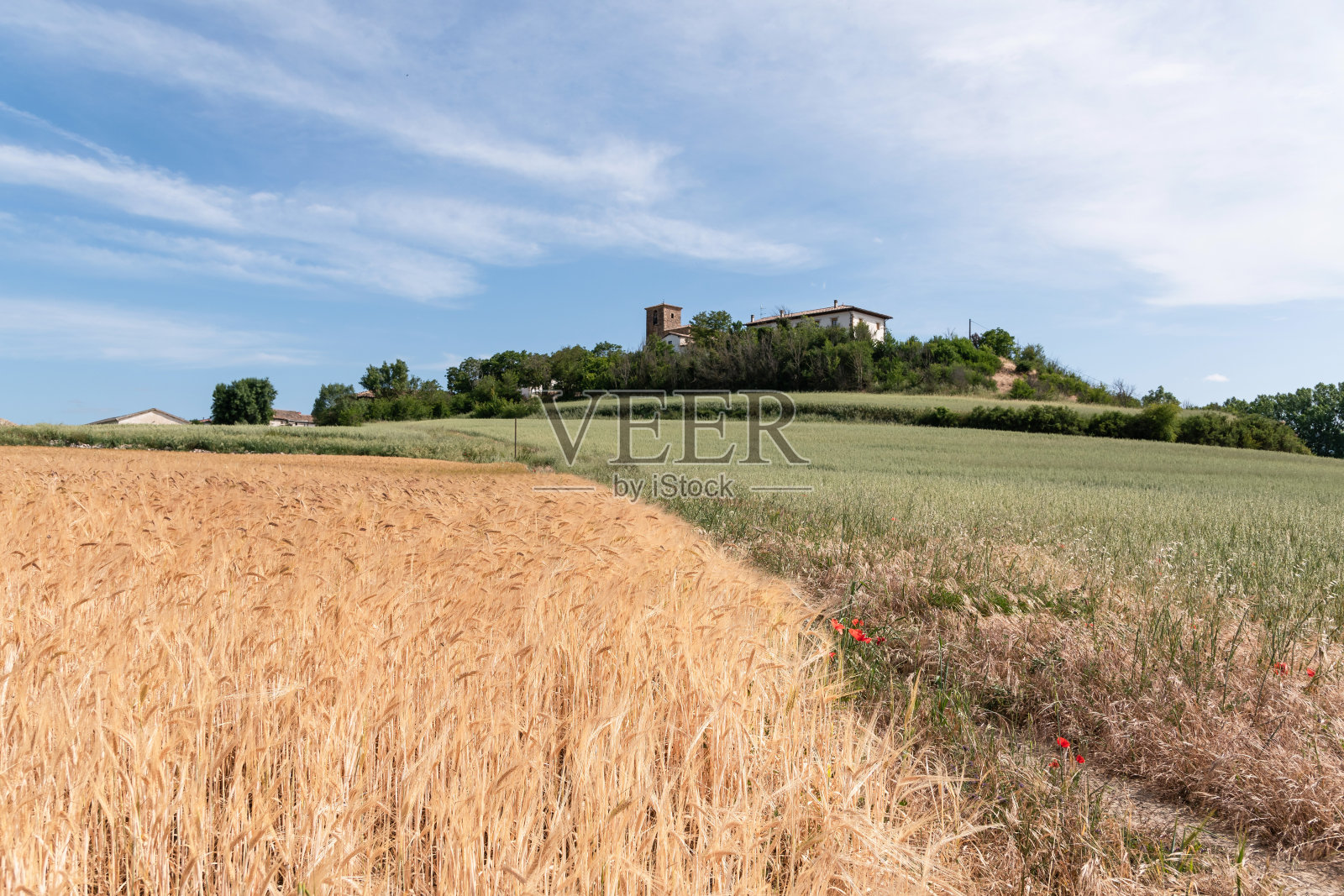 金色的麦田。春天的颜色照片摄影图片