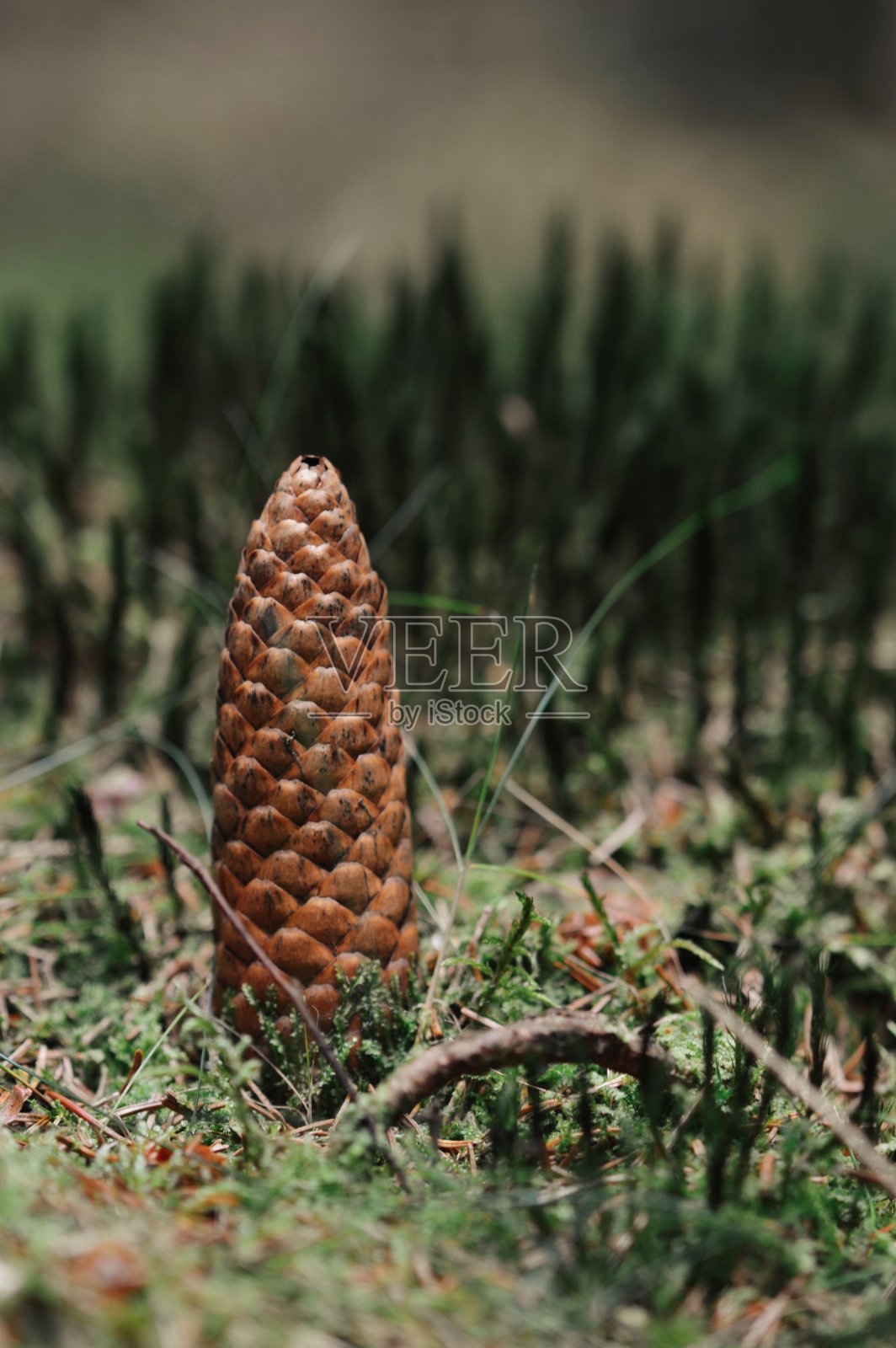 森林中的松果特写照片摄影图片