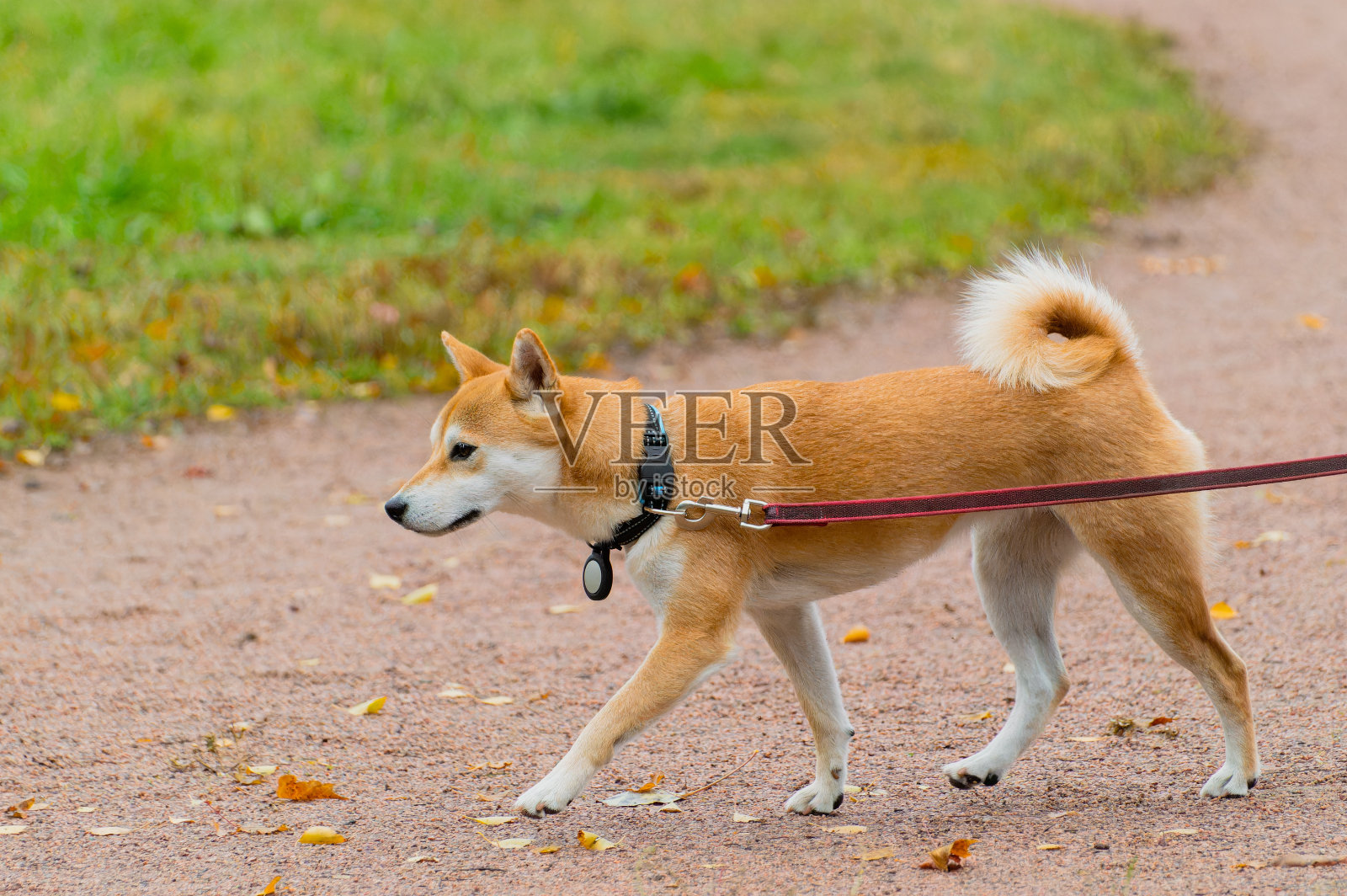 一只棕色的小狗牵着皮带走着照片摄影图片