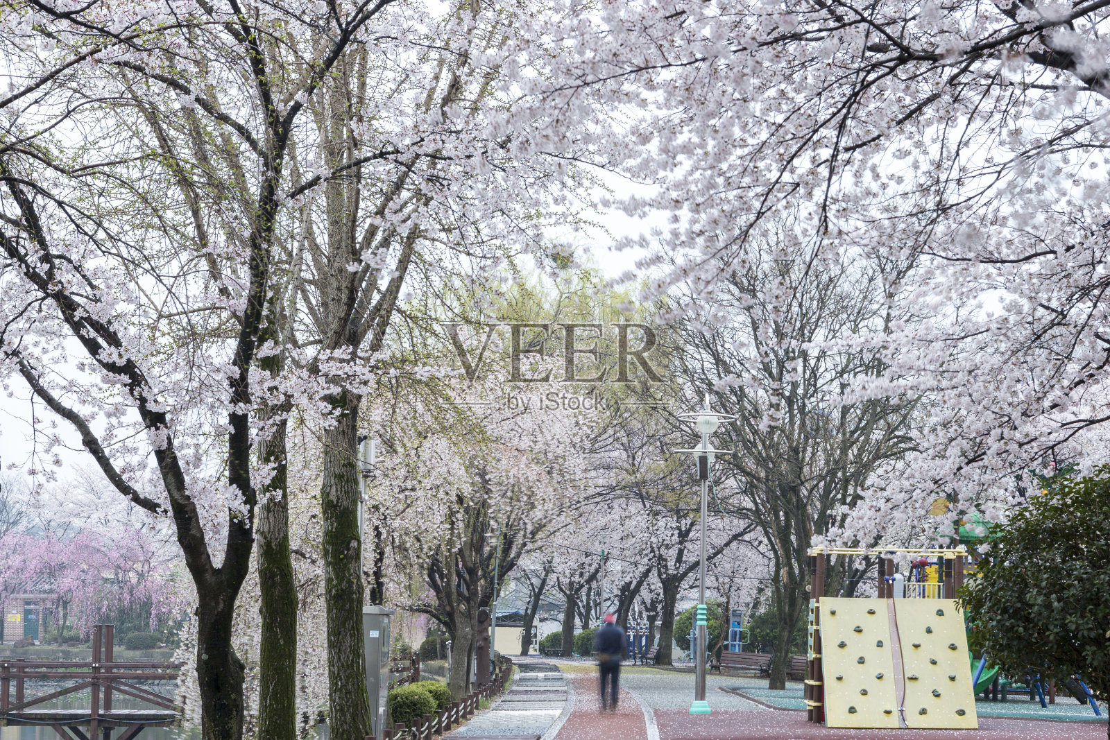 樱花池的春景照片摄影图片