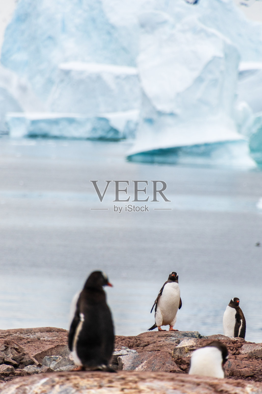 居弗维尔岛上的巴布亚企鹅群照片摄影图片