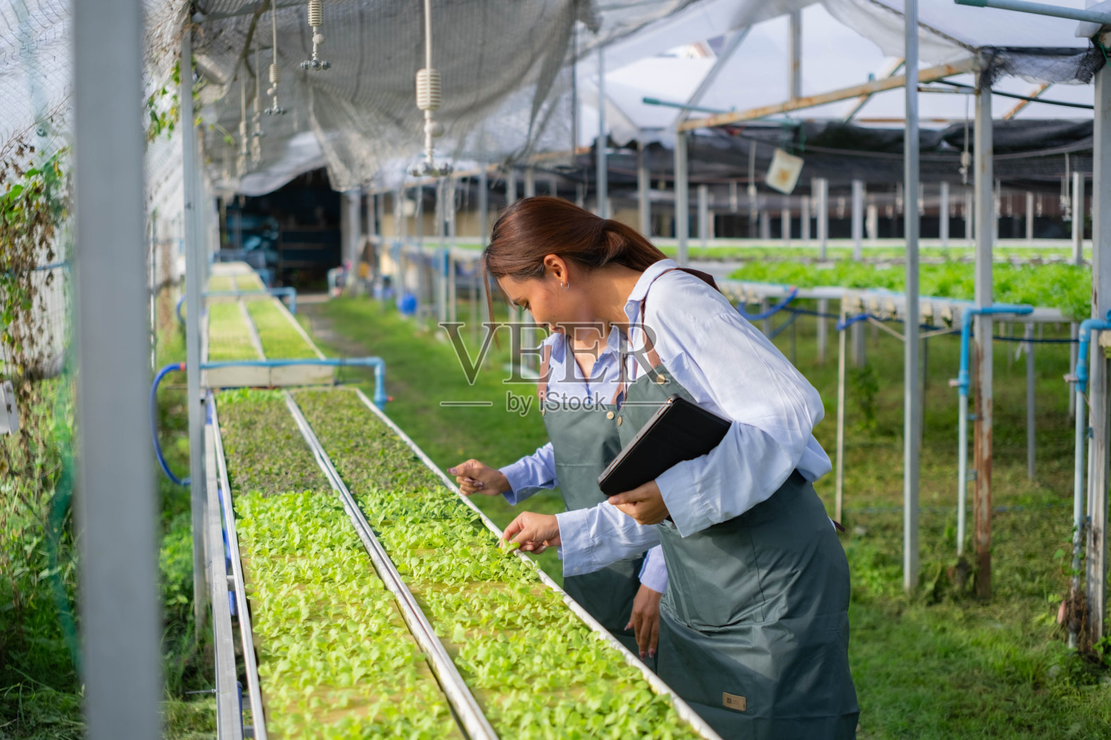 两个年轻的女农民正在检查花园里水的碱度。照片摄影图片