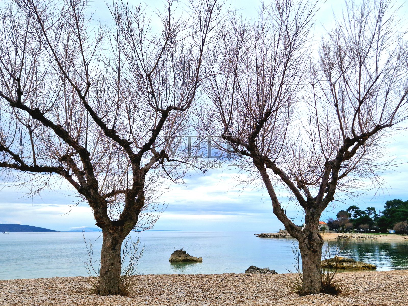 克尔克岛——海湾里的树照片摄影图片