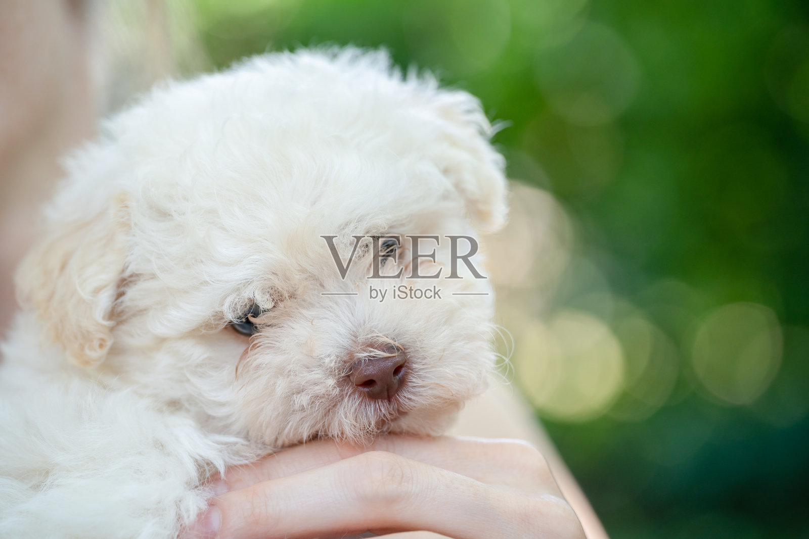 一只可爱的比雄博洛尼亚小狗的肖像。它现在在它的女主人手中。绿色背景。照片摄影图片